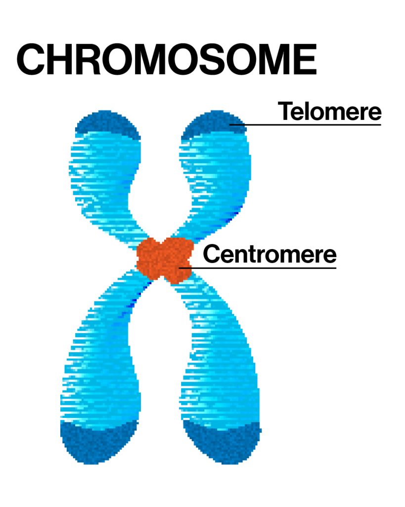 Chromosome und Telomere